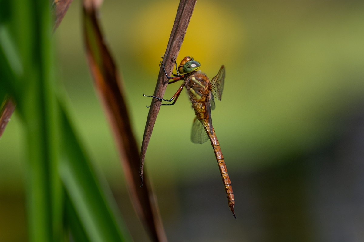 David Plant Photography - Wildlife Photography - Norfolk hawker - Q.jpg - Norfolk hawker - Cambridgeshire