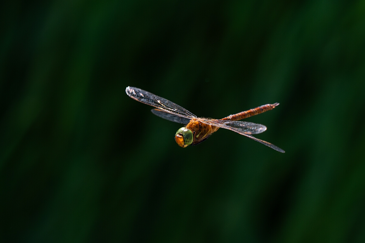 David Plant Photography - Wildlife Photography - Norfolk hawker - R.jpg - Norfolk hawker in flight - Suffolk