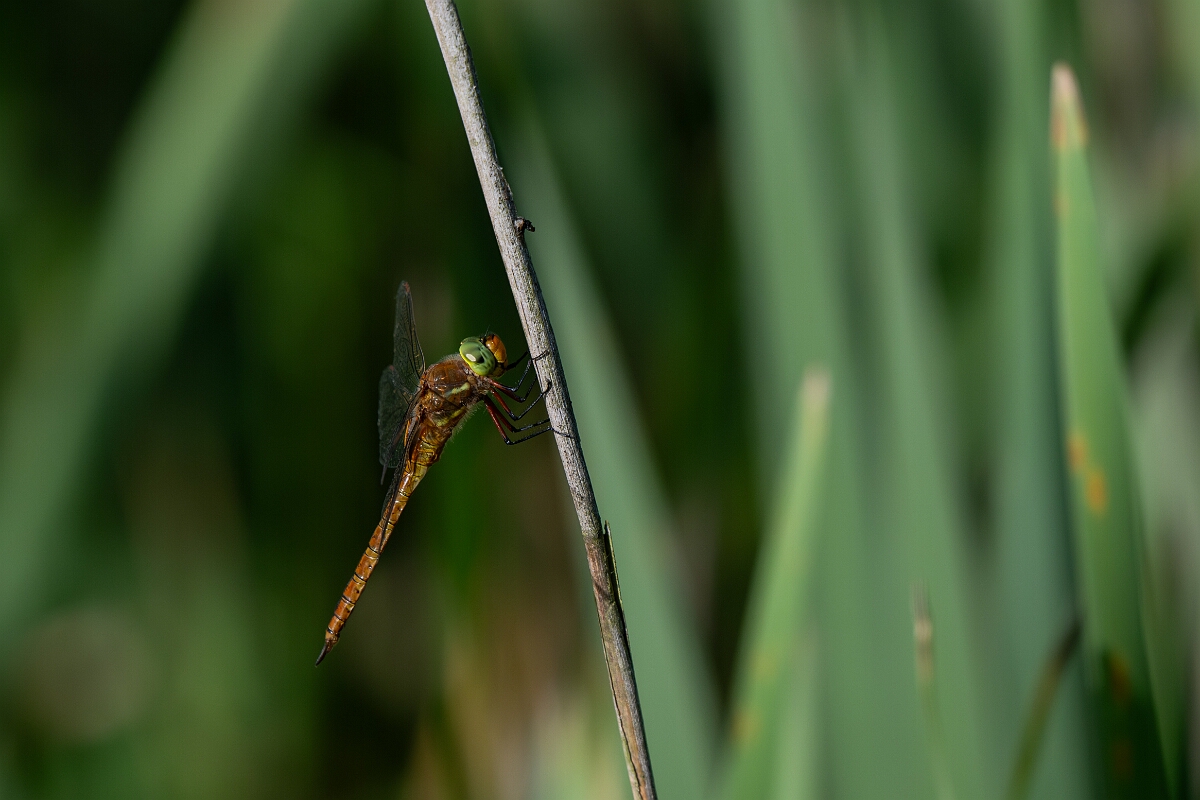 David Plant Photography - Wildlife Photography - Norfolk hawker - T.jpg - Norfolk hawker - Suffolk
