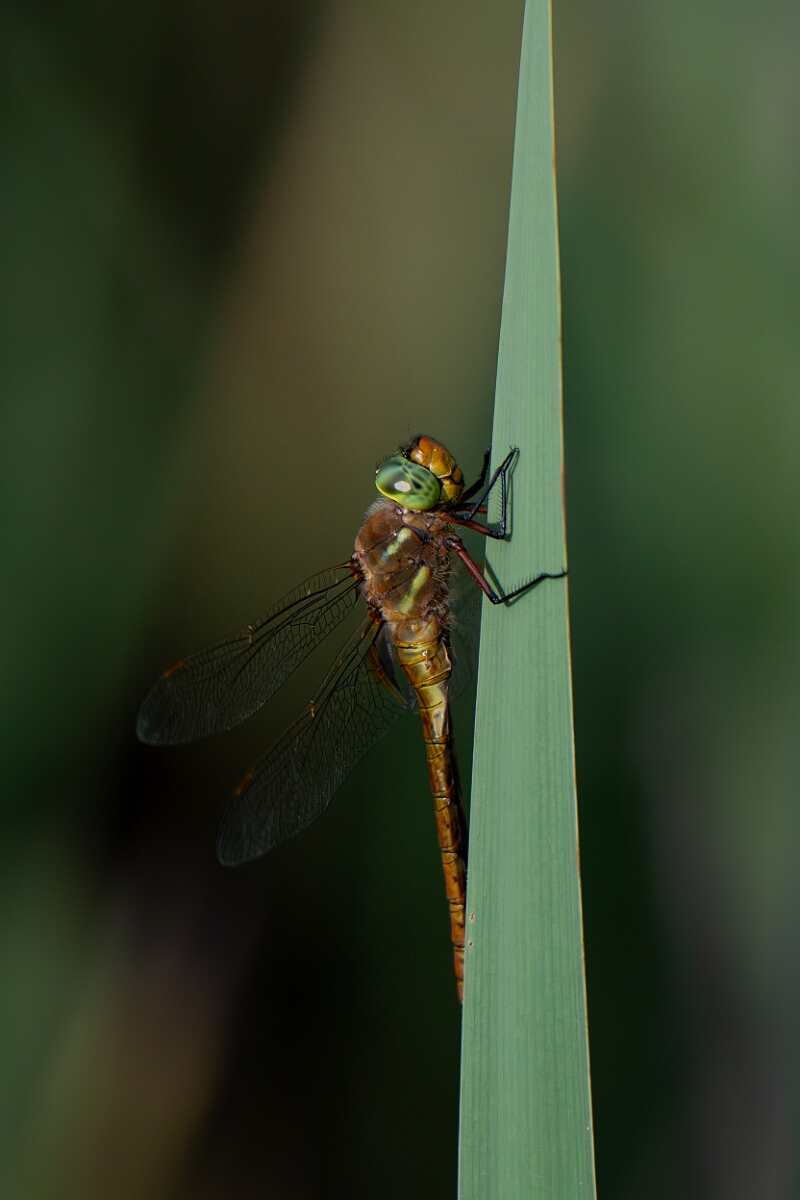 David Plant Photography - Wildlife Photography - Norfolk hawker - U.jpg - Norfolk hawker - Suffolk