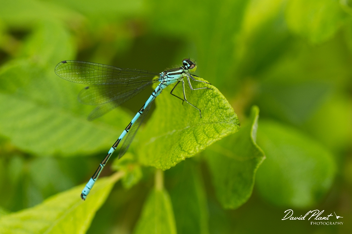 David Plant Photography - Wildlife Photography - Northern damselfly - A.jpg - Northern damselfly - Perthshire
