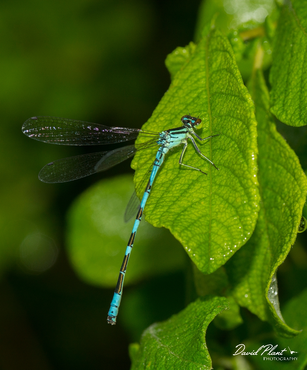 David Plant Photography - Wildlife Photography - Northern damselfly - B.jpg - Northern damselfly - Perthshire