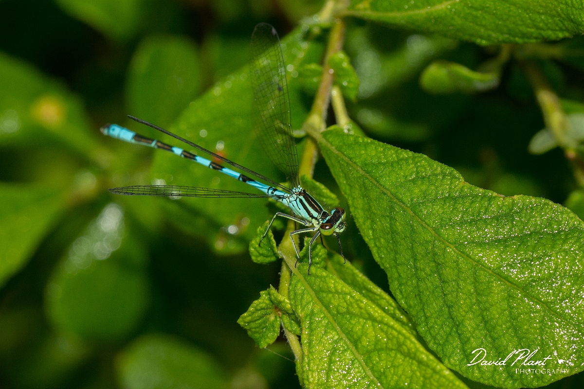 David Plant Photography - Wildlife Photography - Northern damselfly - D.jpg - Northern damselfly - Perthshire
