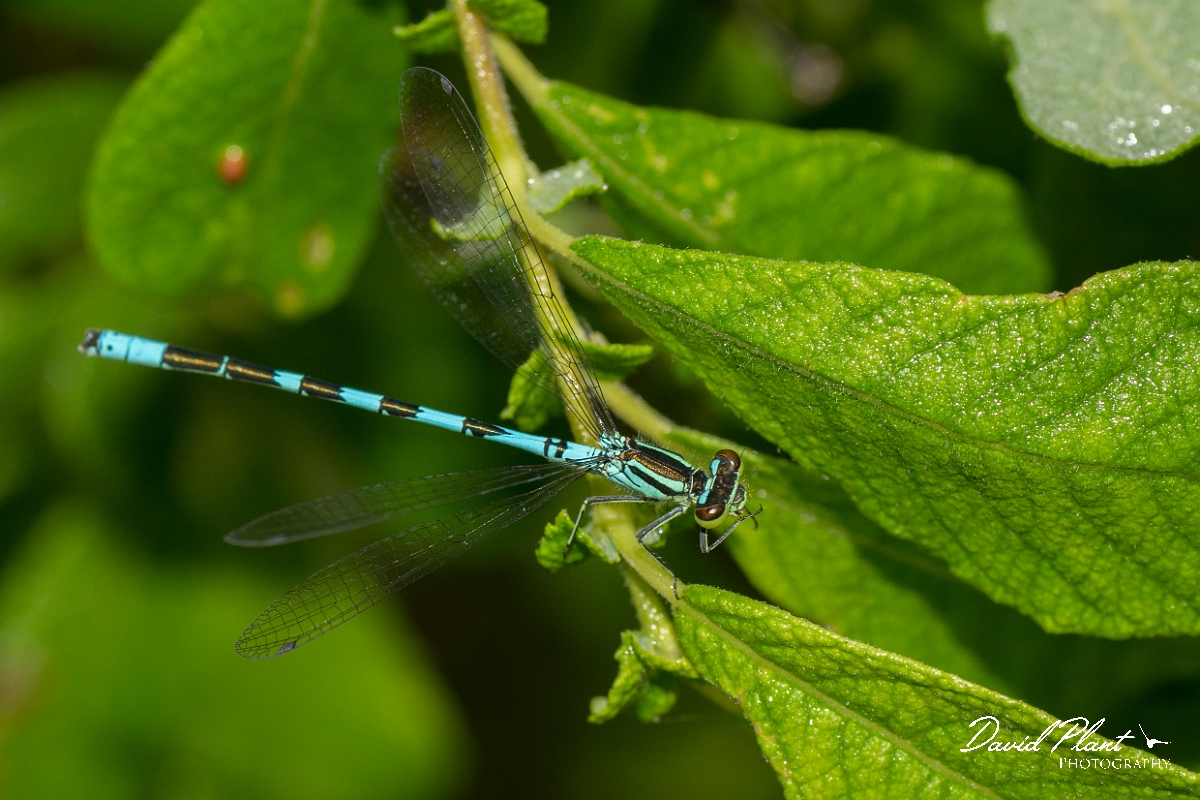 David Plant Photography - Wildlife Photography - Northern damselfly - E.jpg - Northern damselfly - Perthshire