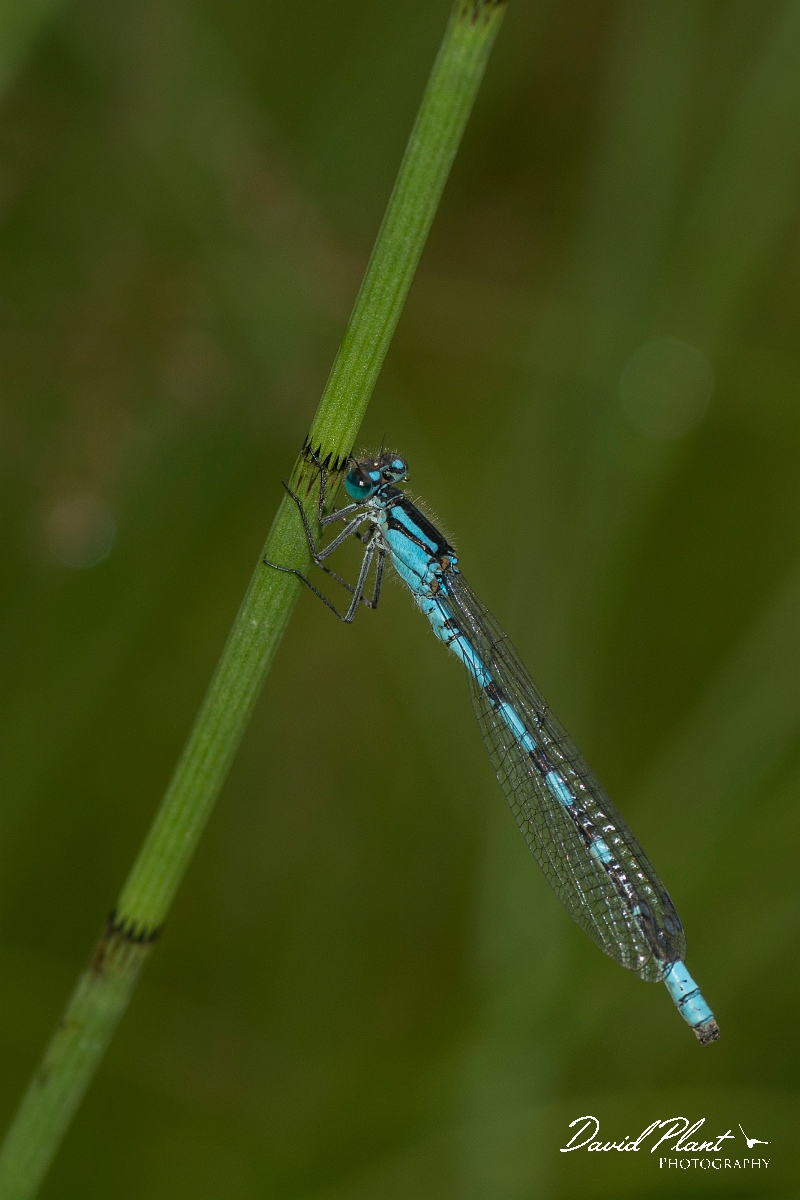 David Plant Photography - Wildlife Photography - Northern damselfly - F.jpg - Northern damselfly - Perthshire