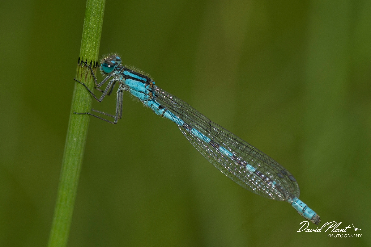 David Plant Photography - Wildlife Photography - Northern damselfly - G.jpg - Northern damselfly - Perthshire
