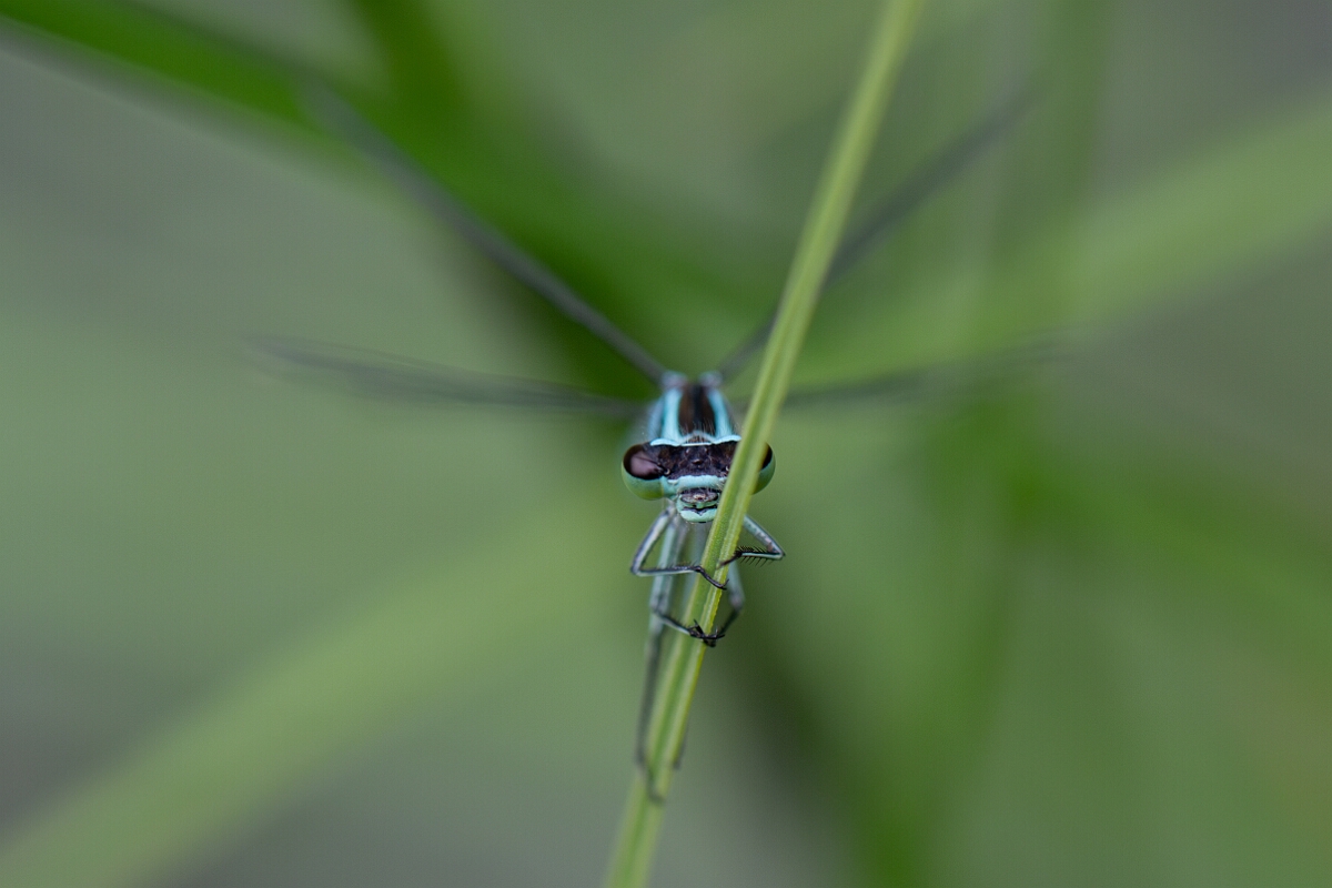 David Plant Photography - Wildlife Photography - Northern damselfly - H.jpg - Northern damselfly, male - Highland