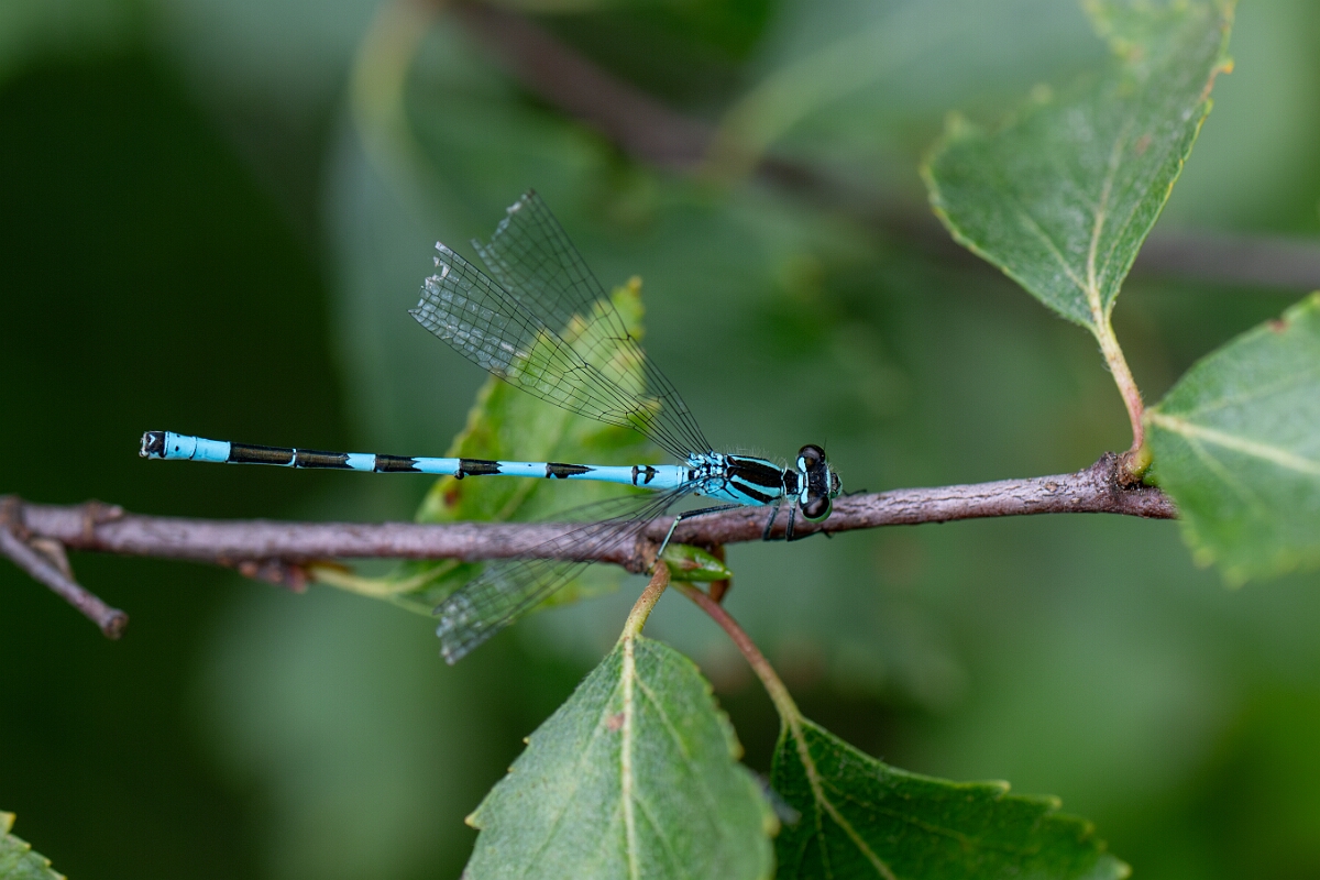 David Plant Photography - Wildlife Photography - Northern damselfly - I.jpg - Northern damselfly, male - Highland