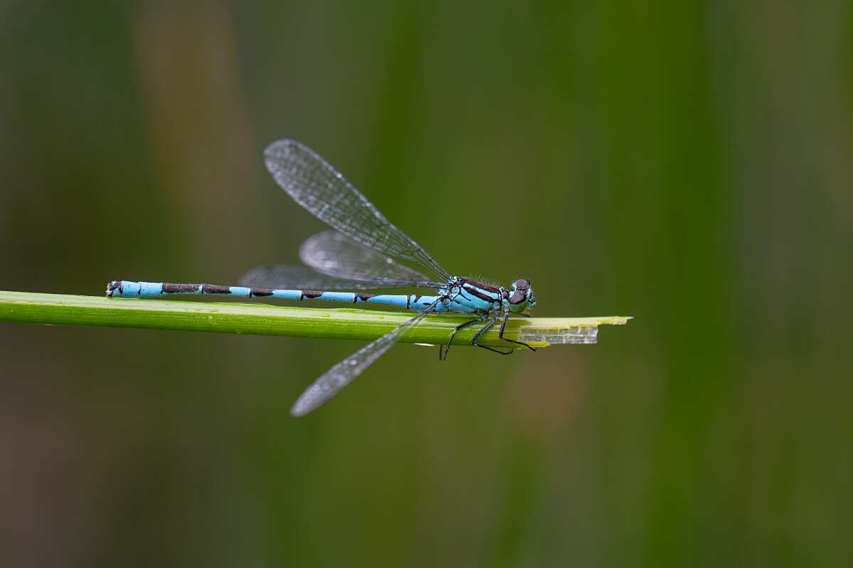 David Plant Photography - Wildlife Photography - Northern damselfly - J.jpg - Northern damselfly, male - Highland
