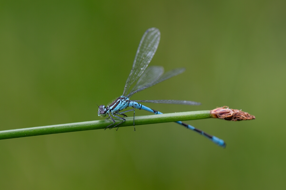 David Plant Photography - Wildlife Photography - Northern damselfly - K.jpg - Northern damselfly, male - Highland
