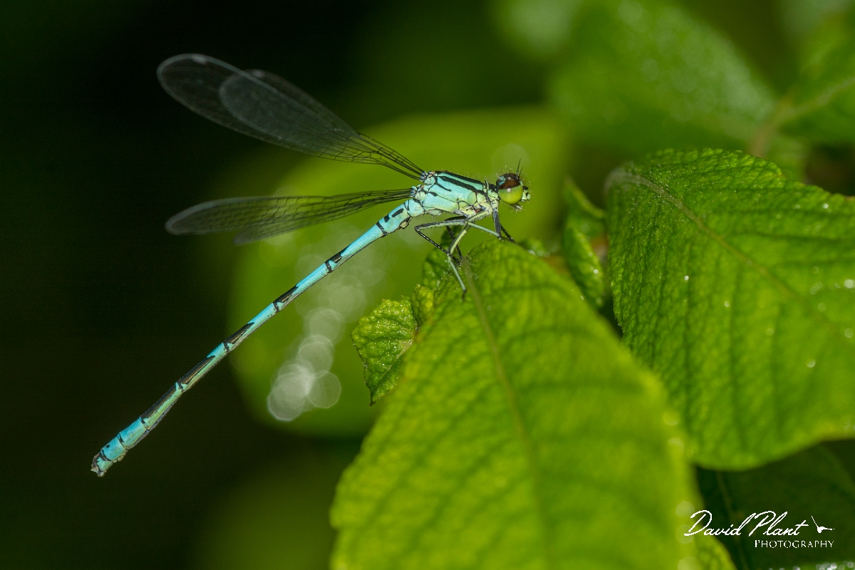 David Plant Photography - Wildlife Photography - Northern damselfly -C.jpg - Northern damselfly - Perthshire