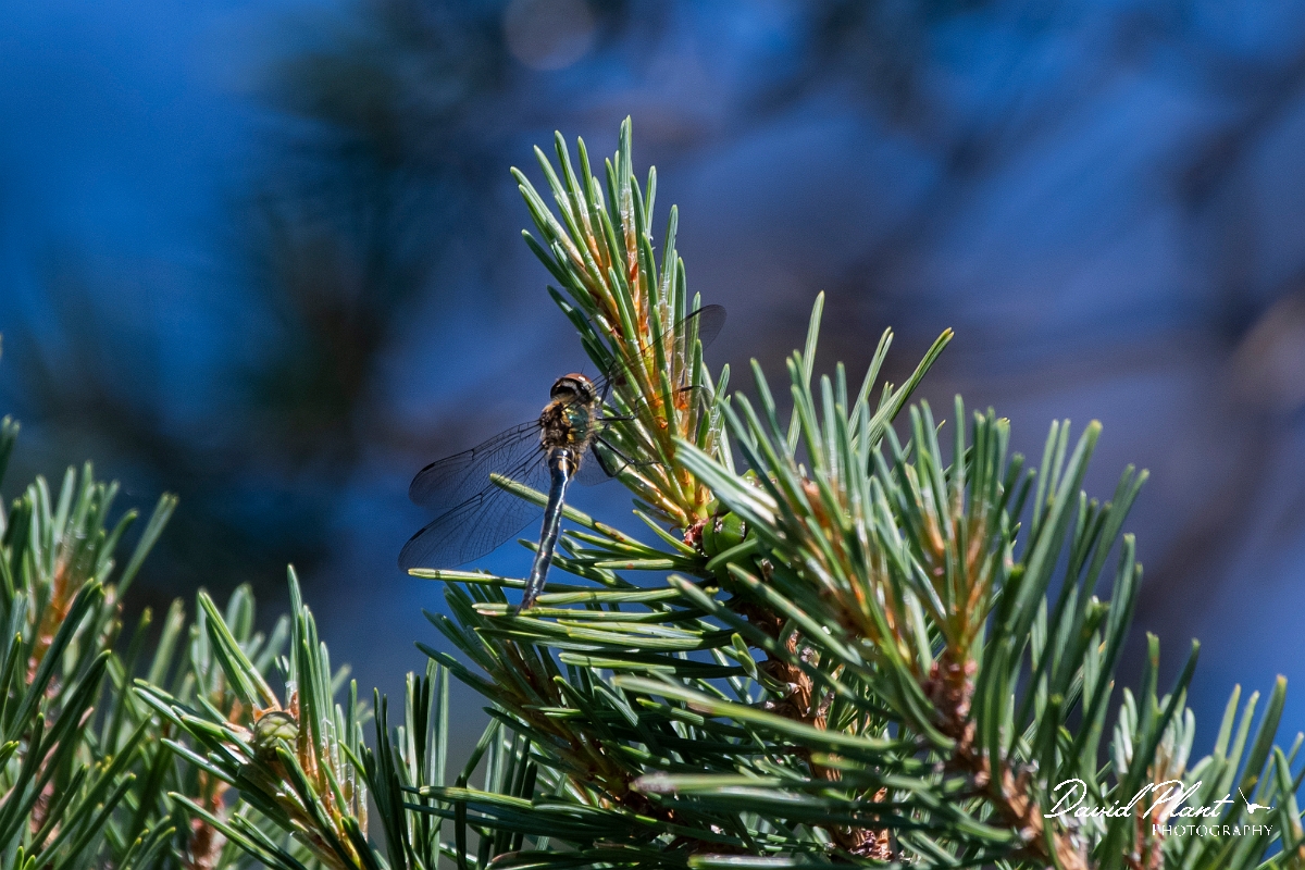 David Plant Photography - Wildlife Photography - Northern emerald - A.jpg - Northern emerald, male  - Highlands