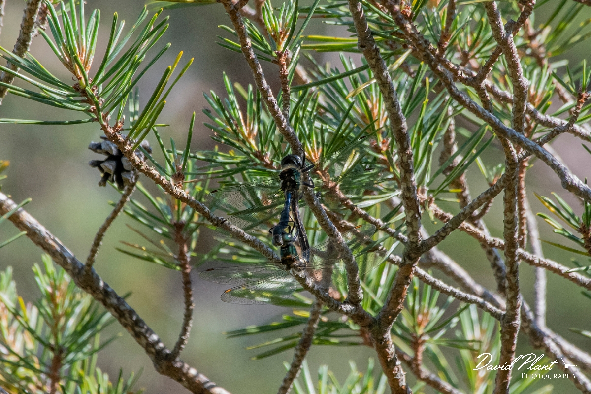 David Plant Photography - Wildlife Photography - Northern emerald - C.jpg - Northern emerald, pair  - Highlands