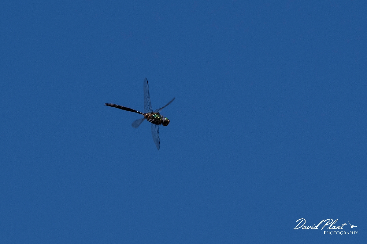 David Plant Photography - Wildlife Photography - Northern emerald - F.jpg - Northern emerald, male in flight - Highlands