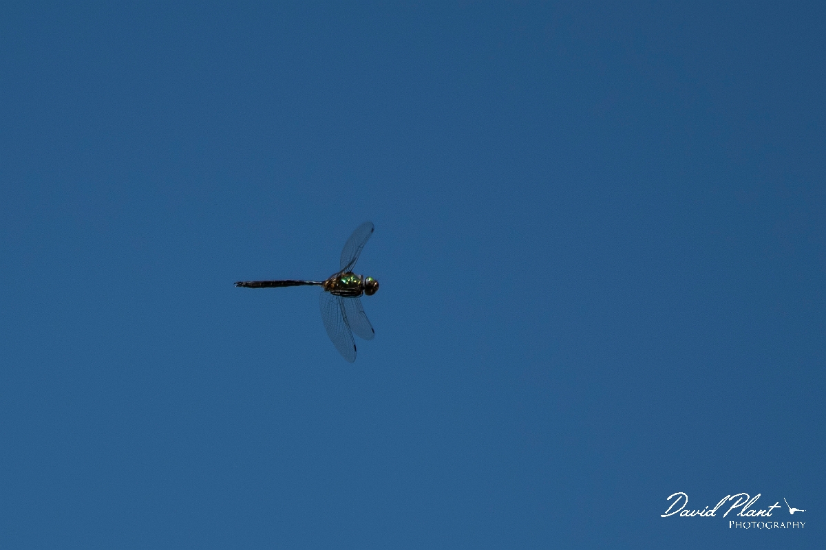 David Plant Photography - Wildlife Photography - Northern emerald - G.jpg - Northern emerald, male in flight - Highlands