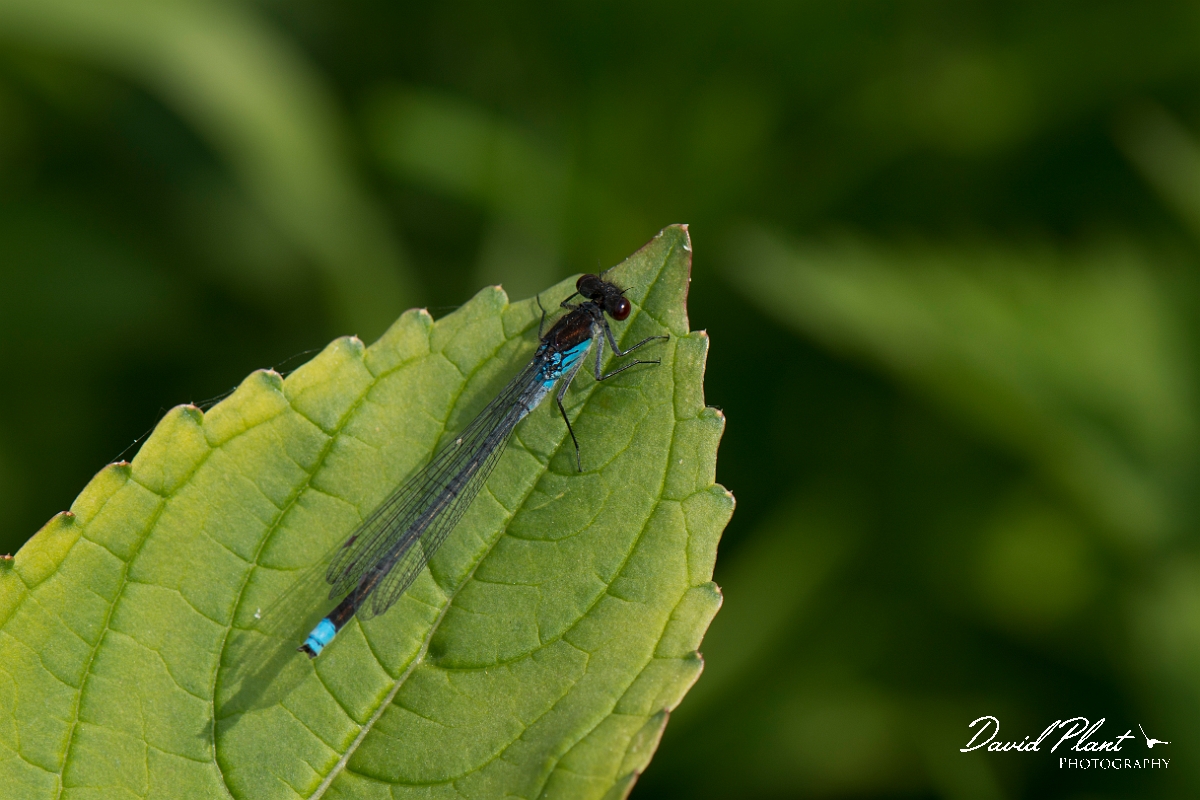 David Plant Photography - Wildlife Photography - Red-eyed damselfly - A.jpg - Red-eyed damselfly - Bedfordshire