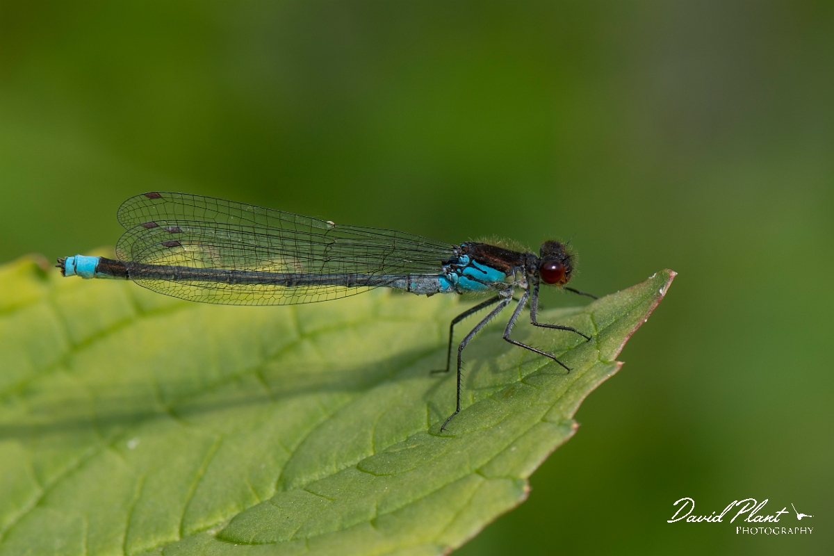 David Plant Photography - Wildlife Photography - Red-eyed damselfly - B.jpg - Red-eyed damselfly - Bedfordshire