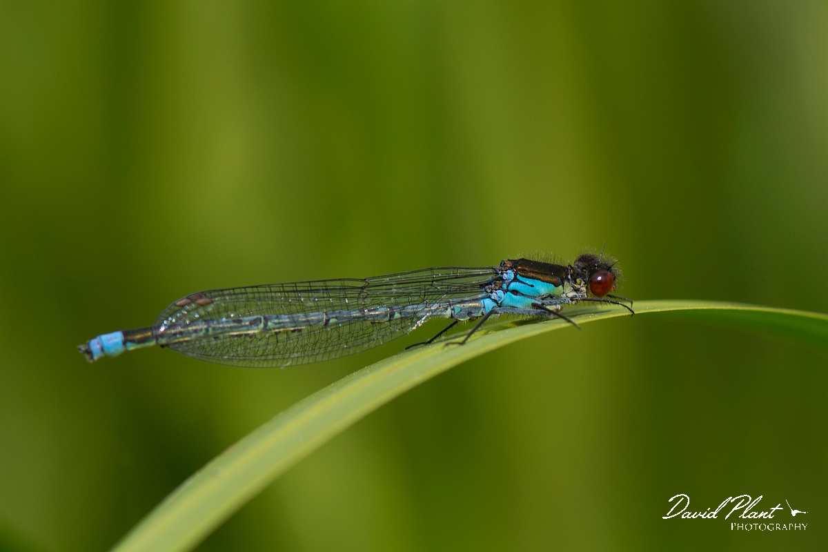 David Plant Photography - Wildlife Photography - Red-eyed damselfly - C.jpg - Red-eyed damselfly - Bedfordshire