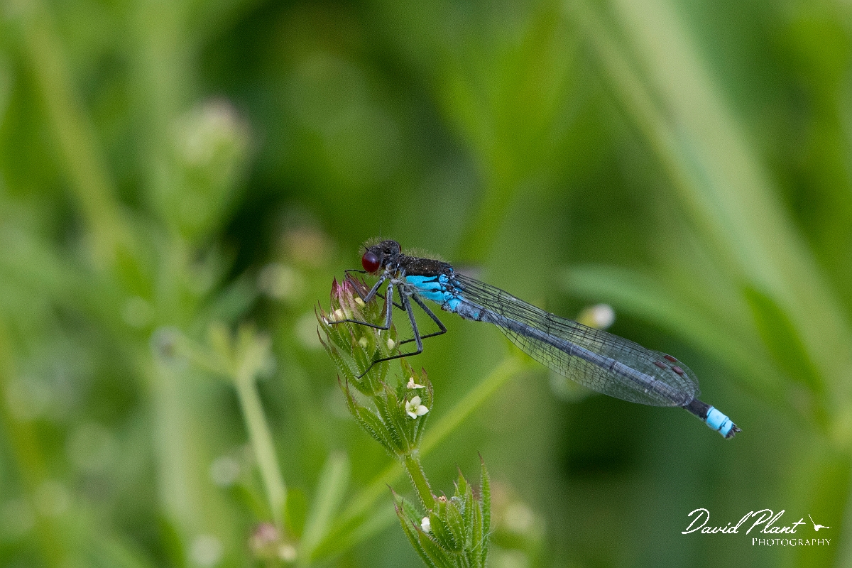 David Plant Photography - Wildlife Photography - Red-eyed damselfly - D.jpg - Red-eyed damselfly - Bedfordshire