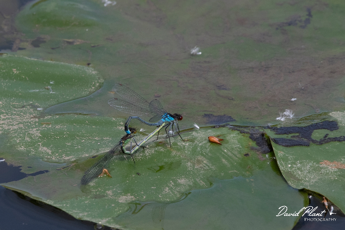 David Plant Photography - Wildlife Photography - Red-eyed damselfly - E.jpg - Red-eyed damselfly - Bedfordshire