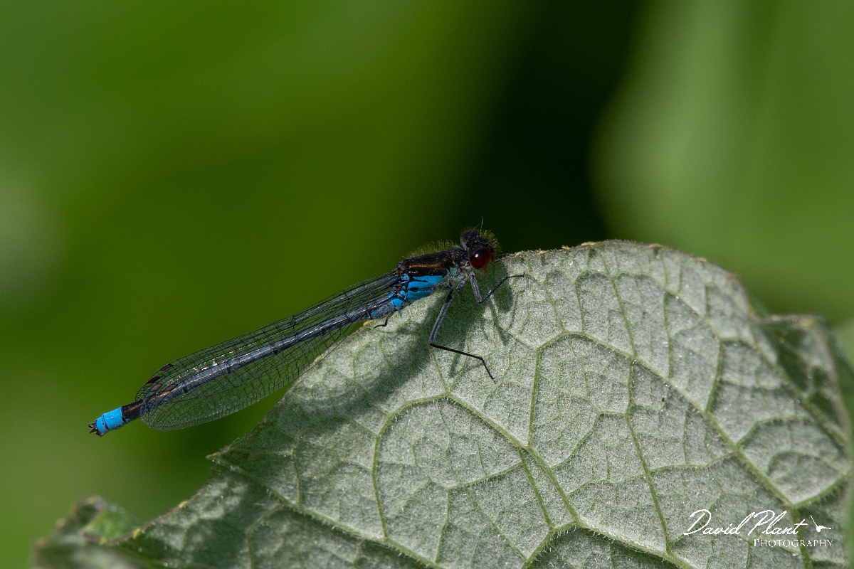 David Plant Photography - Wildlife Photography - Red-eyed damselfly - F.jpg - Red-eyed damselfly - Cambridgeshire