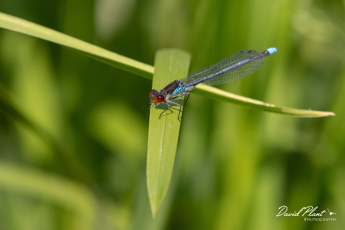 David Plant Photography - Wildlife Photography - Red-eyed damselfly - G.jpg - Red-eyed damselfly - Cambridgeshire