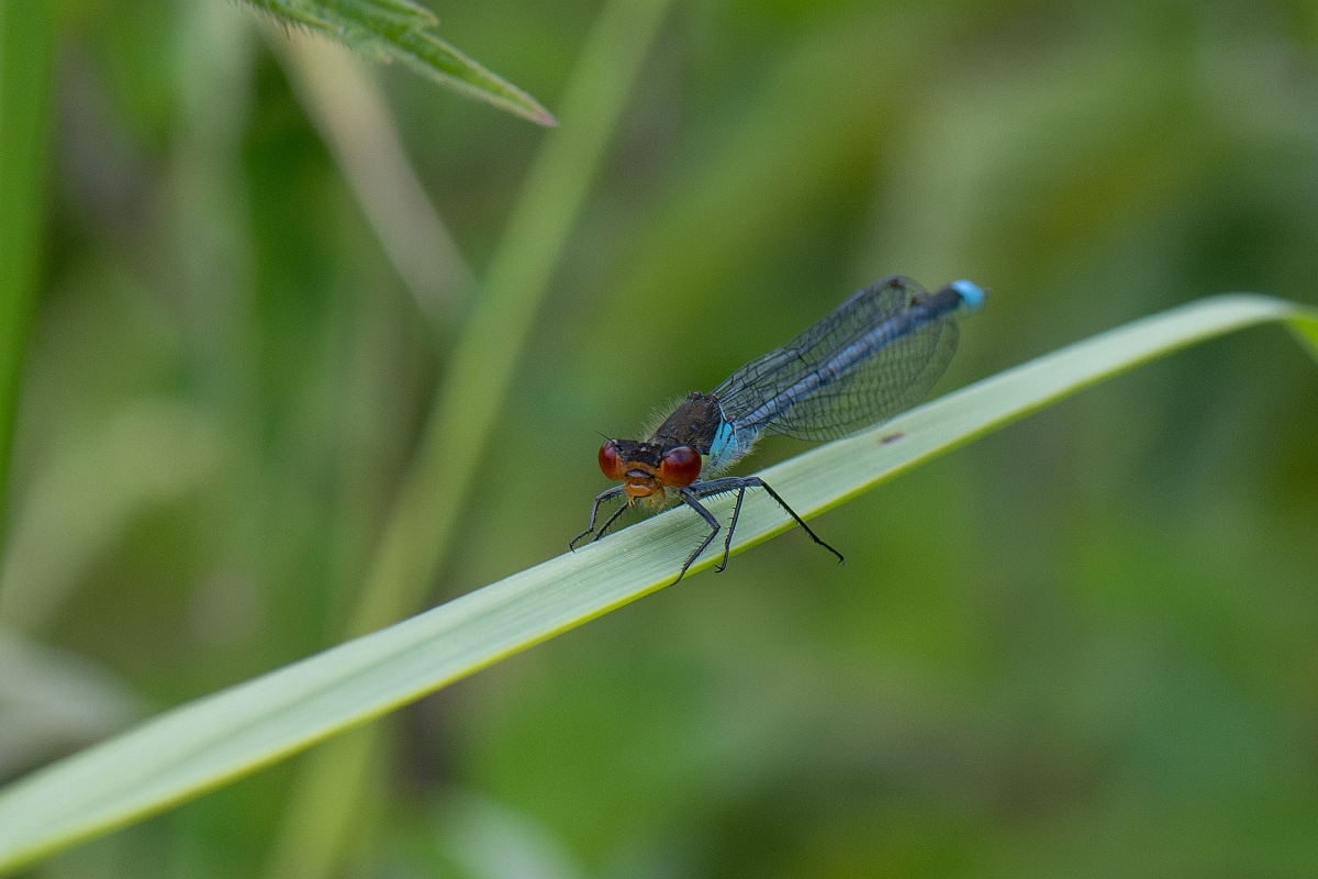 David Plant Photography - Wildlife Photography - Red-eyed damselfly - J.jpg - Red-eyed damselfly - Bedfordshire