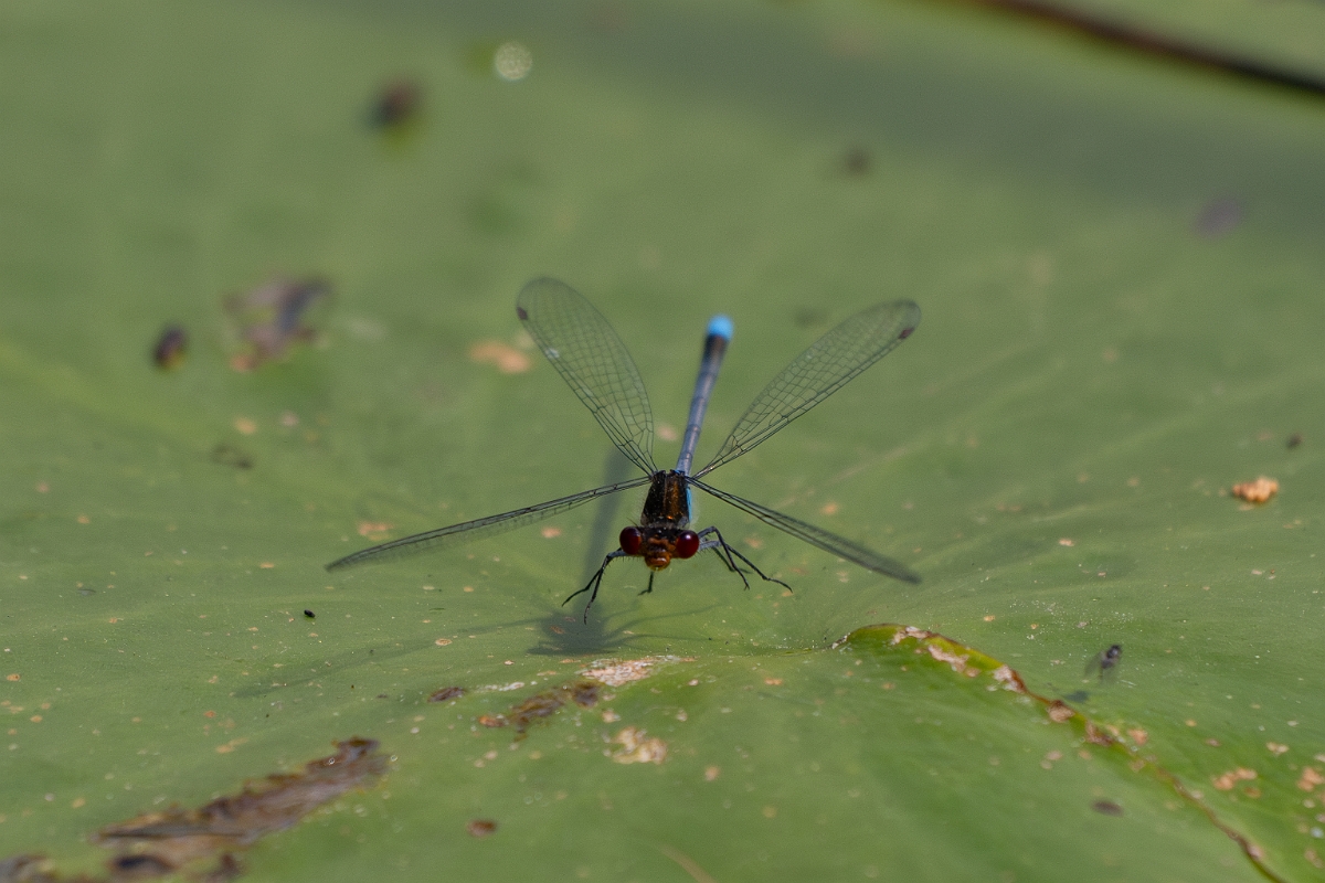 David Plant Photography - Wildlife Photography - Red-eyed damselfly - L.jpg - Red-eyed damselfly - Cambridgeshire