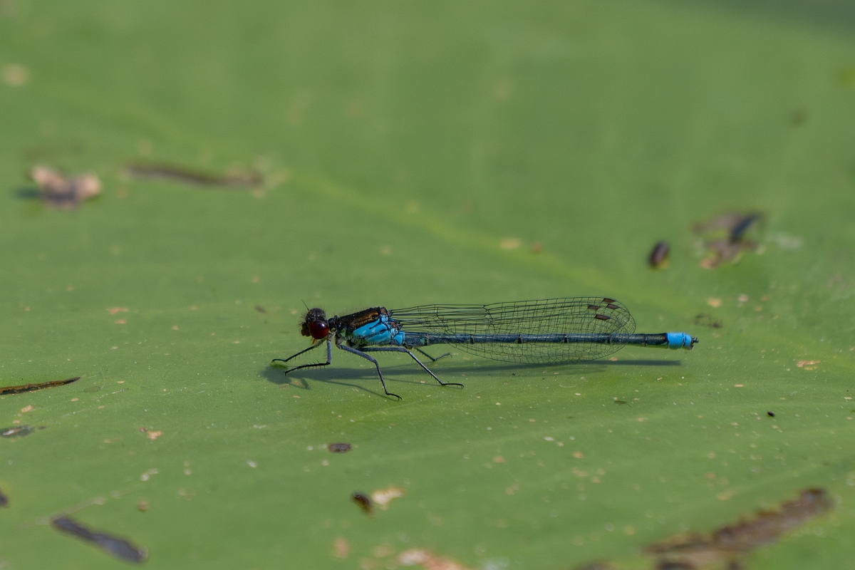 David Plant Photography - Wildlife Photography - Red-eyed damselfly - M.jpg - Red-eyed damselfly - Cambridgeshire