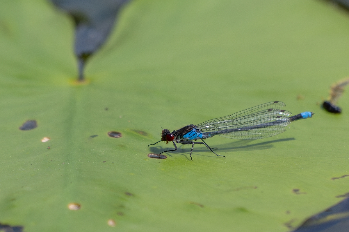 David Plant Photography - Wildlife Photography - Red-eyed damselfly - P.jpg - Red-eyed damselfly - Cambridgeshire