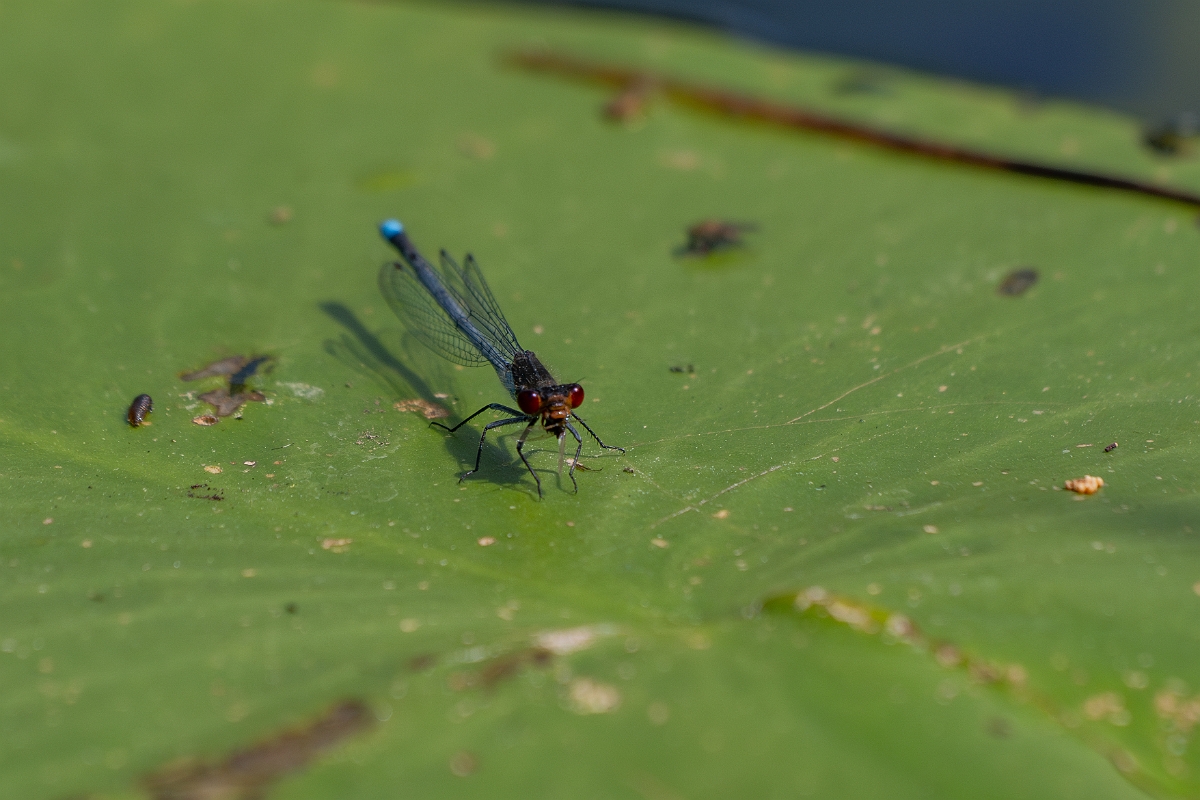 David Plant Photography - Wildlife Photography - Red-eyed damselfly - R.jpg - Red-eyed damselfly - Cambridgeshire