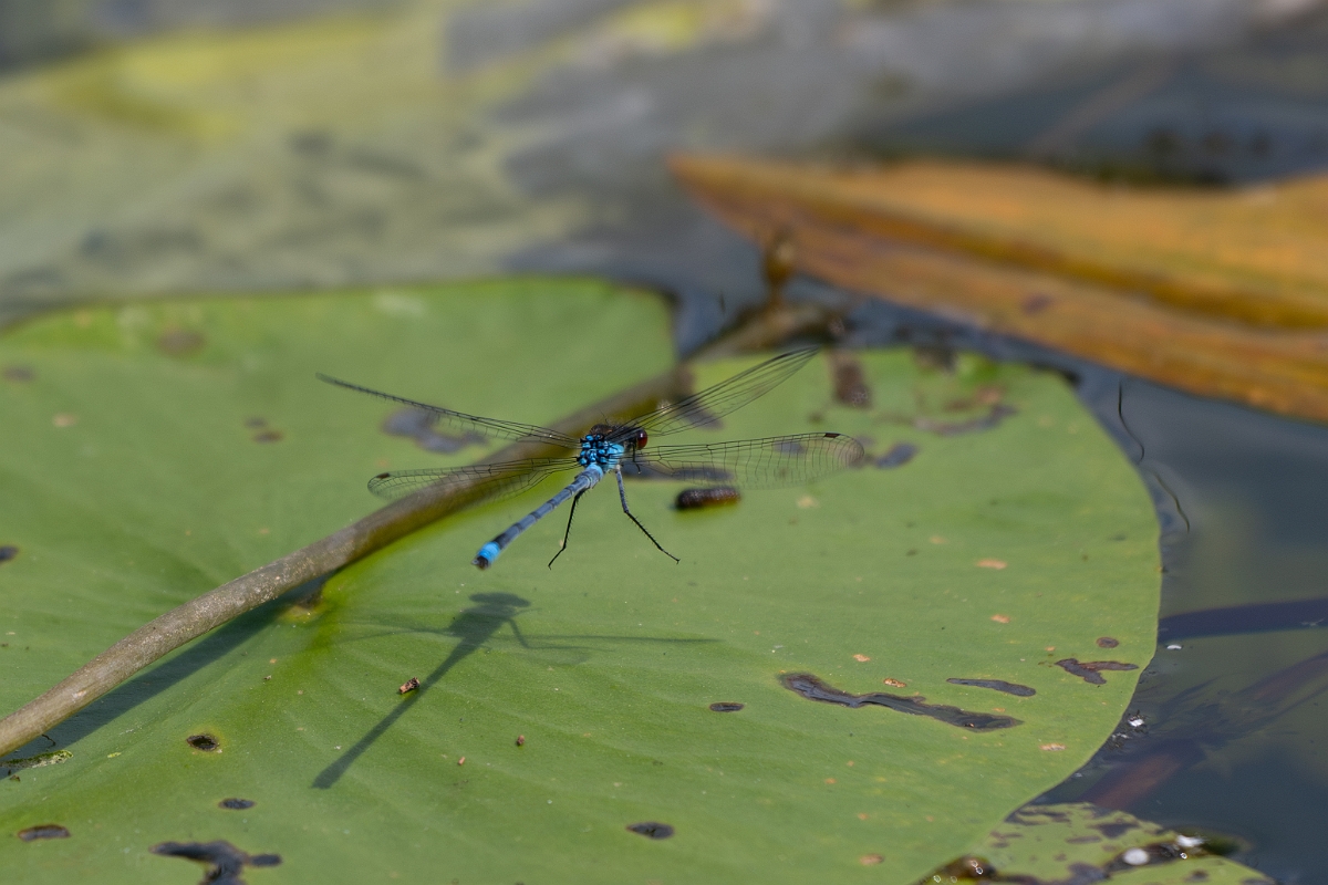 David Plant Photography - Wildlife Photography - Red-eyed damselfly - S.jpg - Red-eyed damselfly - Cambridgeshire