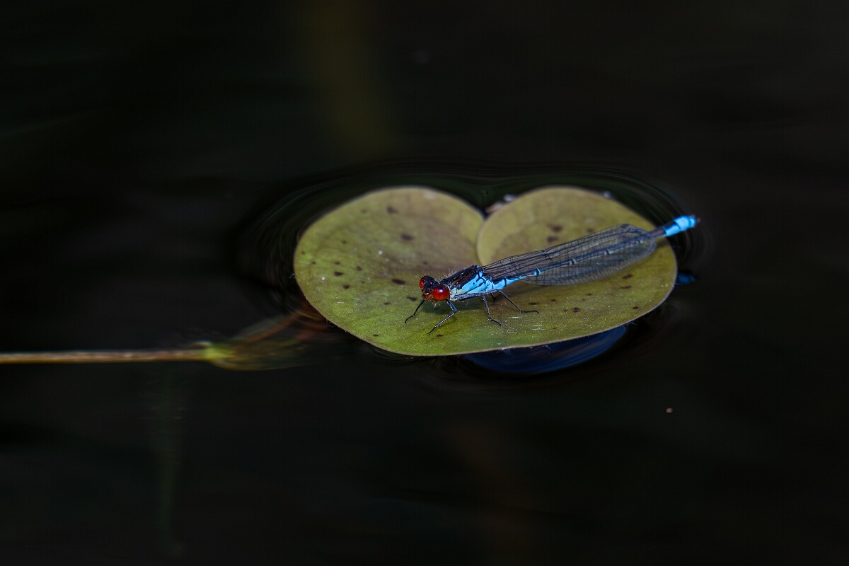 David Plant Photography - Wildlife Photography - Red-eyed damselfly - T.jpg - Red-eyed damselfly, Erythromma najas - Cambridgeshire