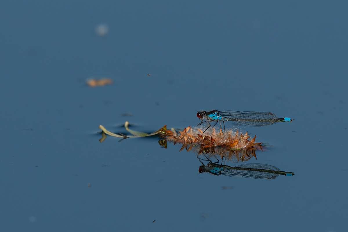 David Plant Photography - Wildlife Photography - Red-eyed damselfly - U.jpg - Red-eyed damselfly, male - Cambridgeshire