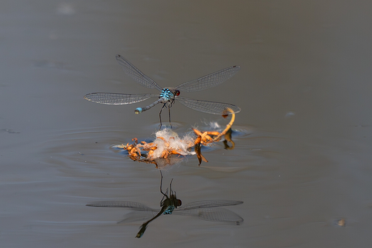 David Plant Photography - Wildlife Photography - Red-eyed damselfly - V.jpg - Red-eyed damselfly, male - Cambridgeshire
