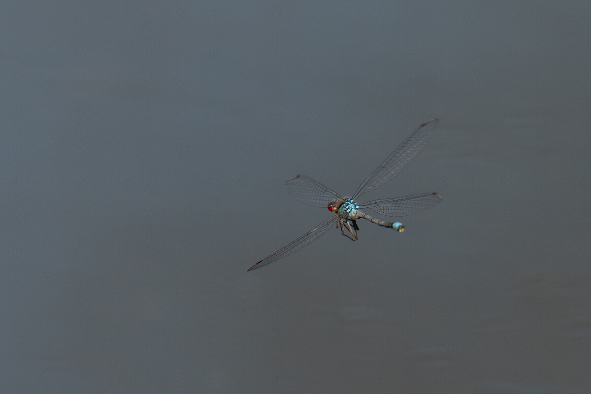 David Plant Photography - Wildlife Photography - Red-eyed damselfly - W.jpg - Red-eyed damselfly, male - Cambridgeshire