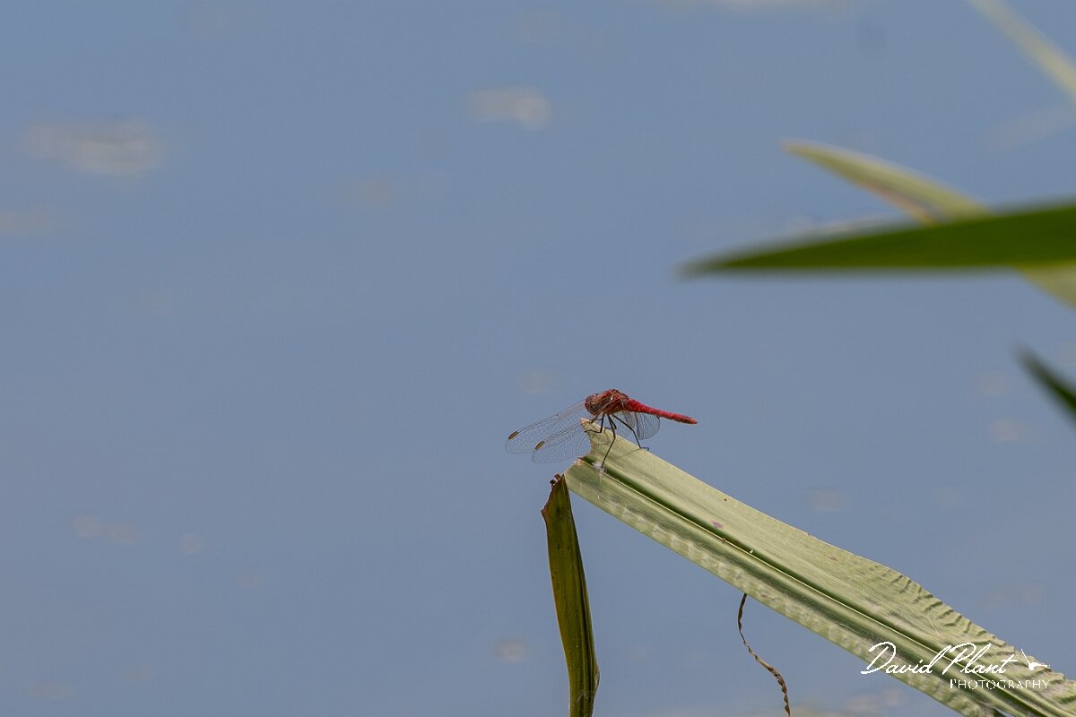 David Plant Photography - Wildlife Photography - Red-veined darter - A.jpg - Red-veined darter, Sympetrum fonscolombii - Gloucestershire