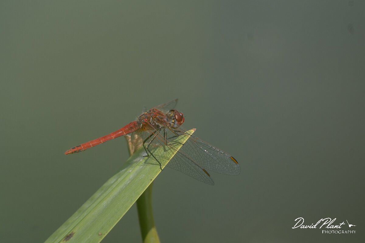 David Plant Photography - Wildlife Photography - Red-veined darter - B.jpg - Red-veined darter, Sympetrum fonscolombii - Gloucestershire