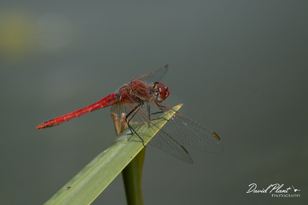 David Plant Photography - Wildlife Photography - Red-veined darter - C.jpg - Red-veined darter, Sympetrum fonscolombii - Gloucestershire