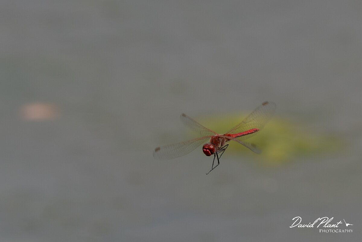 David Plant Photography - Wildlife Photography - Red-veined darter - E.jpg - Red-veined darter, Sympetrum fonscolombii - Gloucestershire
