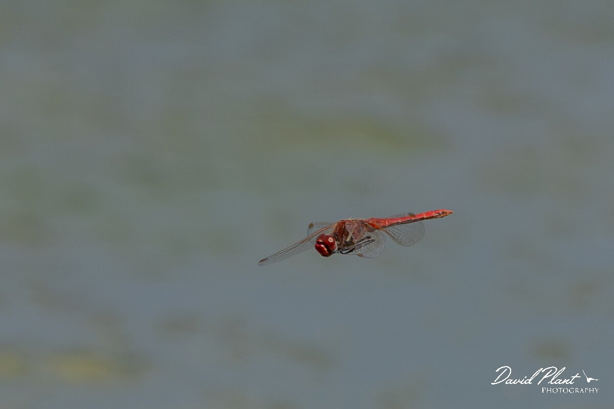 David Plant Photography - Wildlife Photography - Red-veined darter - F.jpg - Red-veined darter, Sympetrum fonscolombii - Gloucestershire