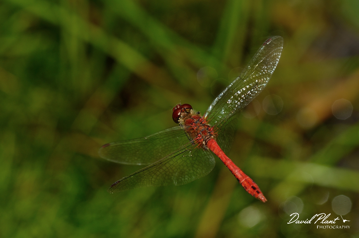 David Plant Photography - Wildlife Photography - Ruddy darter - A.jpg - Ruddy darter, male in flight  - Cambridgeshire