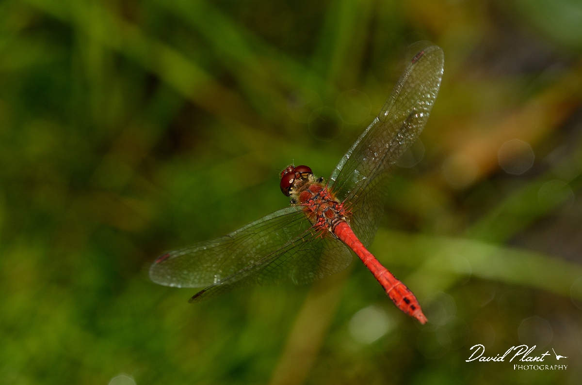 David Plant Photography - Wildlife Photography - Ruddy darter - B.jpg - Ruddy darter, male in flight  - Cambridgeshire