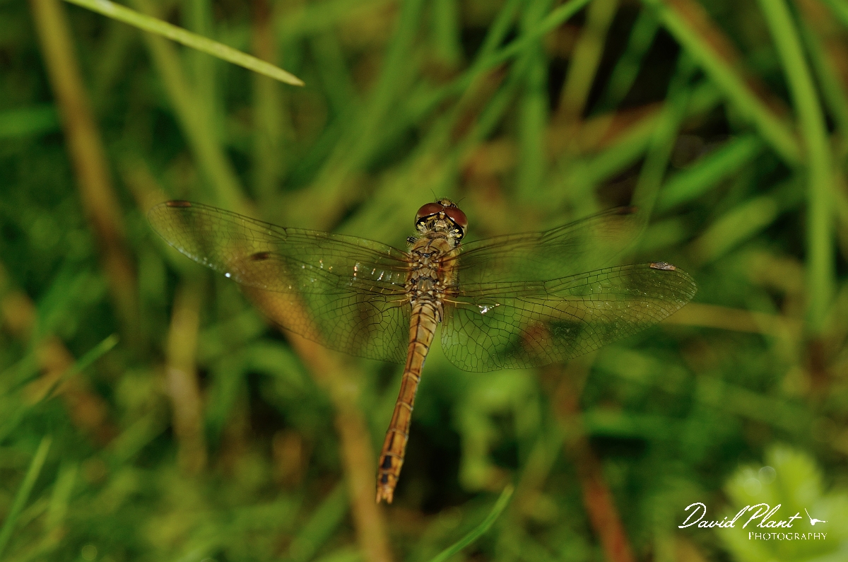David Plant Photography - Wildlife Photography - Ruddy darter - C.jpg - Ruddy darter, female in flight  - Cambridgeshire
