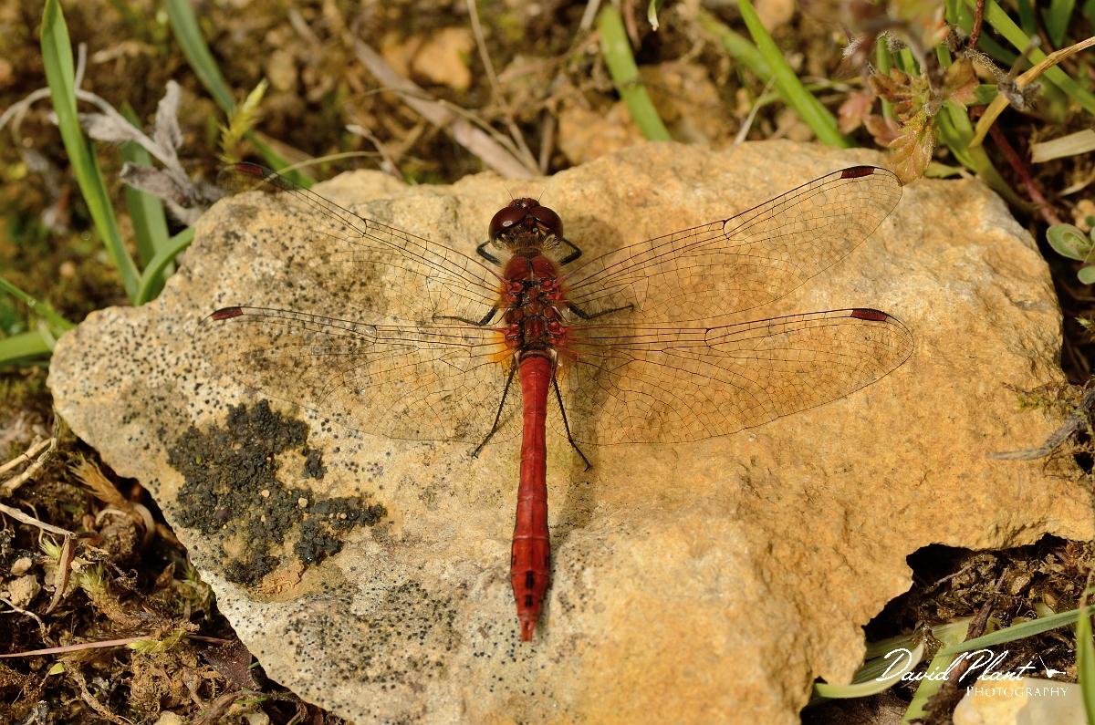 David Plant Photography - Wildlife Photography - Ruddy darter - D.jpg - Ruddy darter, male  - Cambridgeshire