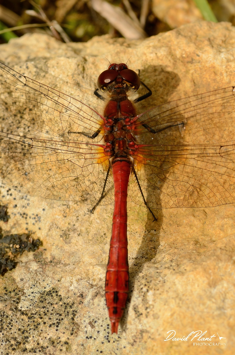 David Plant Photography - Wildlife Photography - Ruddy darter - E.jpg - Ruddy darter, male  - Cambridgeshire