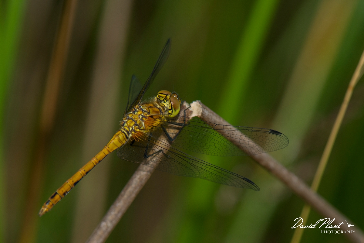David Plant Photography - Wildlife Photography - Ruddy darter - F.jpg - Ruddy darter - Hertfordshire