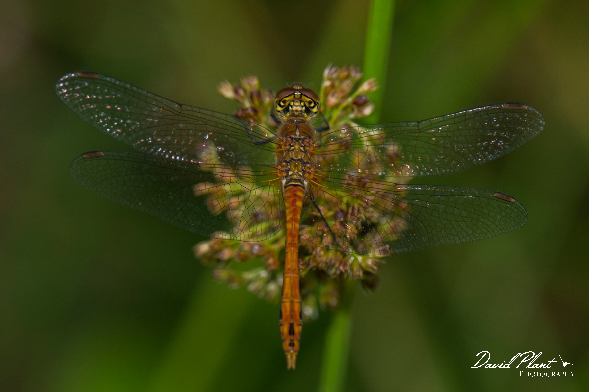 David Plant Photography - Wildlife Photography - Ruddy darter - G.jpg - Ruddy darter male - Hertfordshire