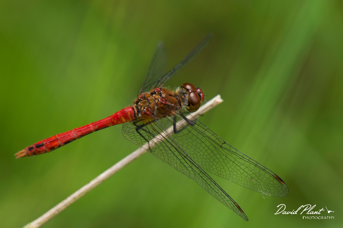 David Plant Photography - Wildlife Photography - Ruddy darter - H.jpg - Ruddy darter male - Hertfordshire