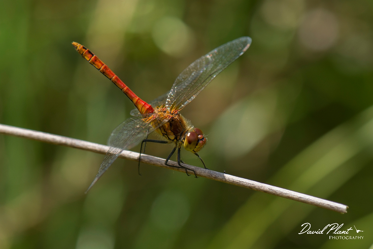 David Plant Photography - Wildlife Photography - Ruddy darter - J.jpg - Ruddy darter male - Hertfordshire